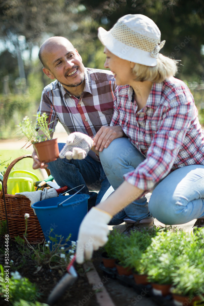 Family work in the garden. Woman and man grow roses Family work in the garden. Woman and man grow roses