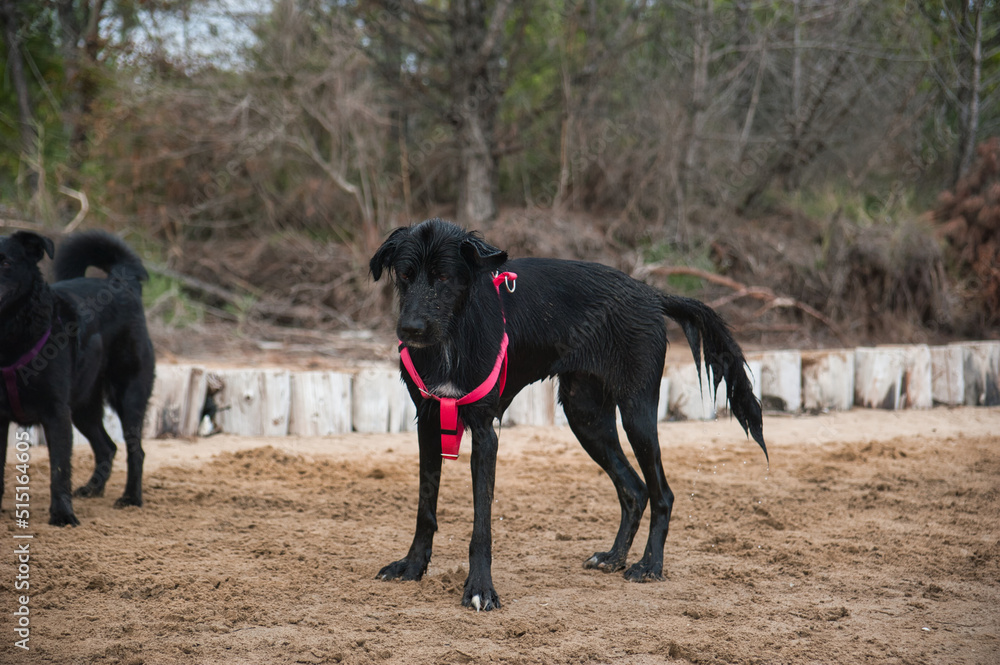 wet black dog at beach