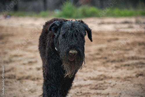 Fototapeta Naklejka Na Ścianę i Meble -  wet black dog at beach