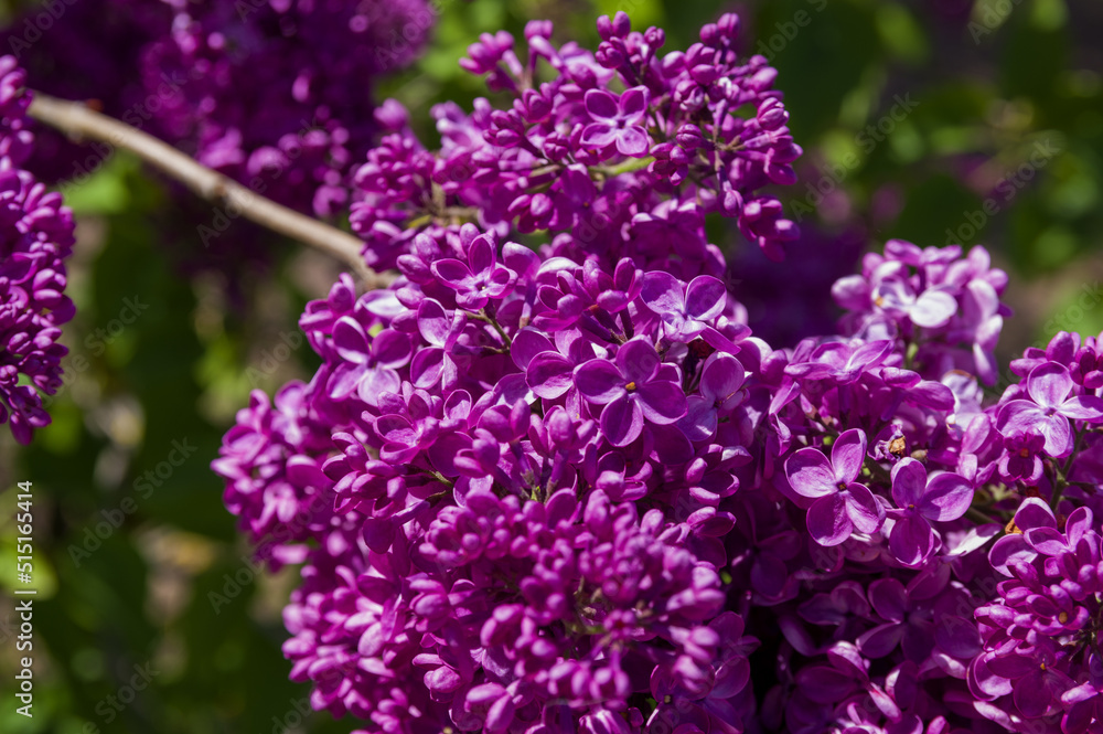 Close-Up of big purple, pink, blue, white lilac branch blooms on blurred background. Summer time bouquet of tender tiny flowers. Soft selective focus on delicate natural flowers on spring green bush
