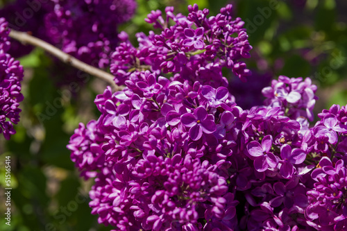Close-Up of big purple  pink  blue  white lilac branch blooms on blurred background. Summer time bouquet of tender tiny flowers. Soft selective focus on delicate natural flowers on spring green bush