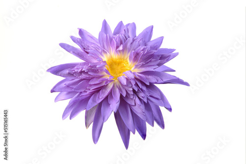 Close up of  beautiful purple water lily blooming isolated on white © winai