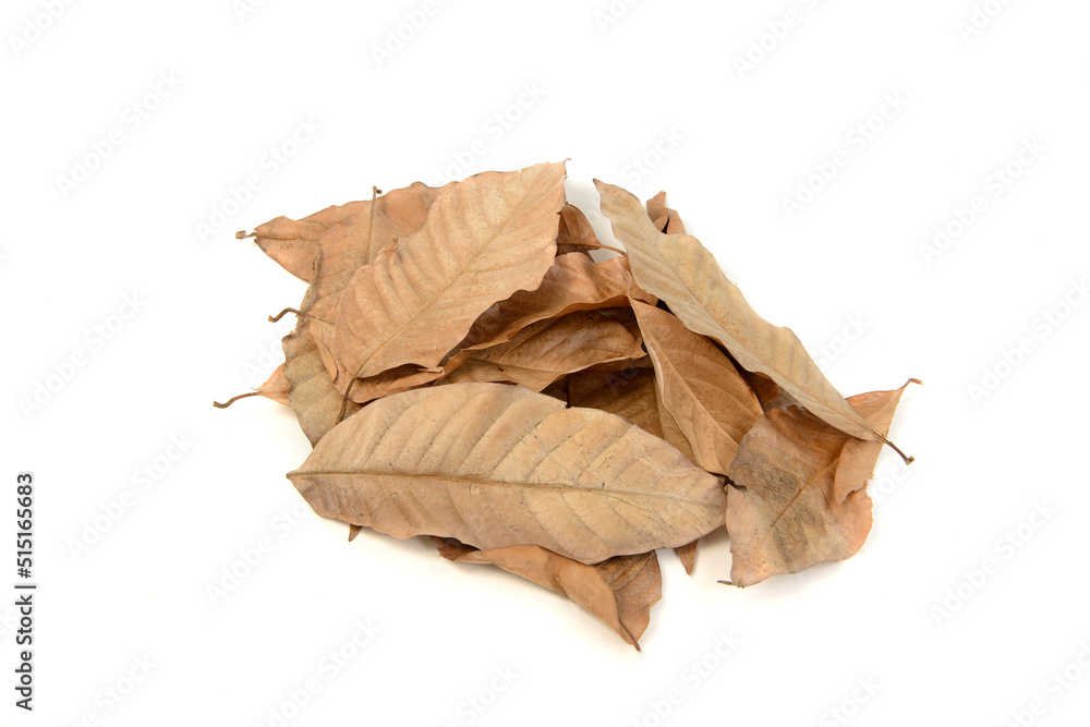 Close up of brown dry leaves lying on the ground. isolated on white Close up of brown dry leaves lying on the ground. isolated on white