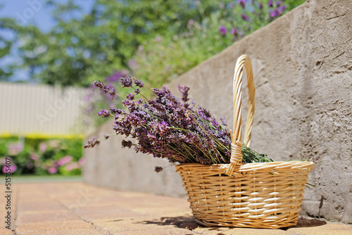 Harvesting lavender.Cut dry lavender flowers in a small wicker basket in the garden next to blooming lavender bushes. Summer.