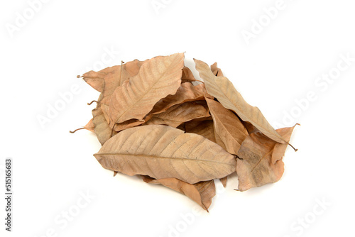 Close up of brown dry leaves lying on the ground. isolated on white