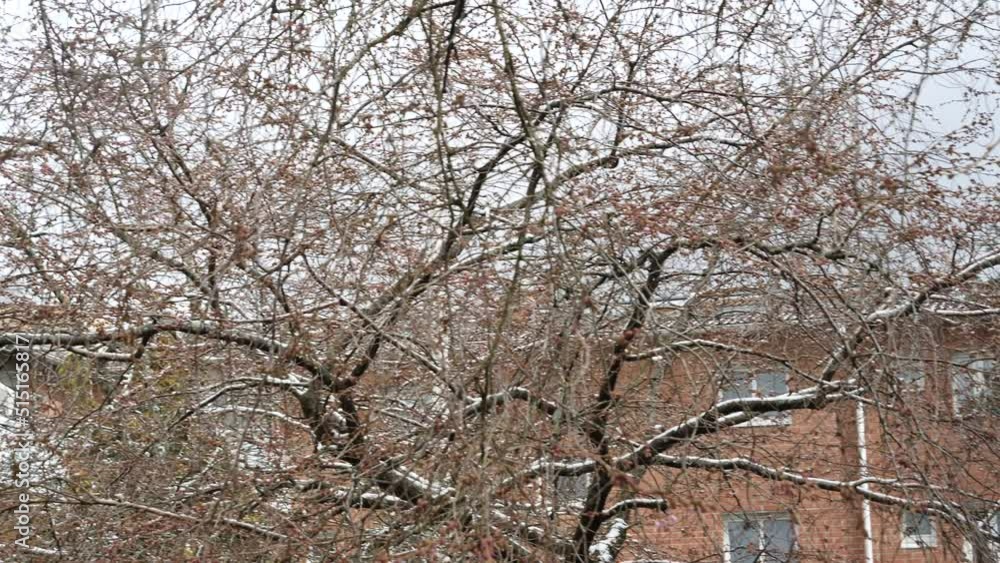 Sakura Cherry Tree Just Before Blossom with Snow, Reveal Shot Sakura Cherry Tree Just Before Blossom with Snow, Reveal Shot