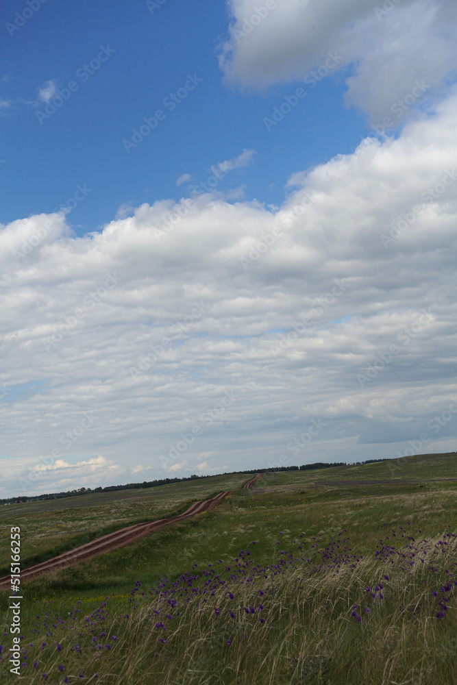 Landscape, a field of a summer meadow with a blue field bouquet of flowers. against the background of a blue sky with cumulus clouds. For postcards . For my birthday.park area Landscape, a field of a summer meadow with a blue field bouquet of flowers. against the background of a blue sky with cumulus clouds. For postcards . For my birthday.park area