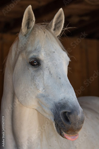 Pferd, Portrait, Trakehner