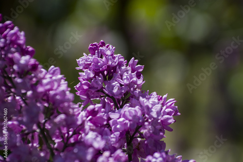 Close-Up of big purple  pink  blue  white lilac branch blooms on blurred background. Summer time bouquet of tender tiny flowers. Soft selective focus