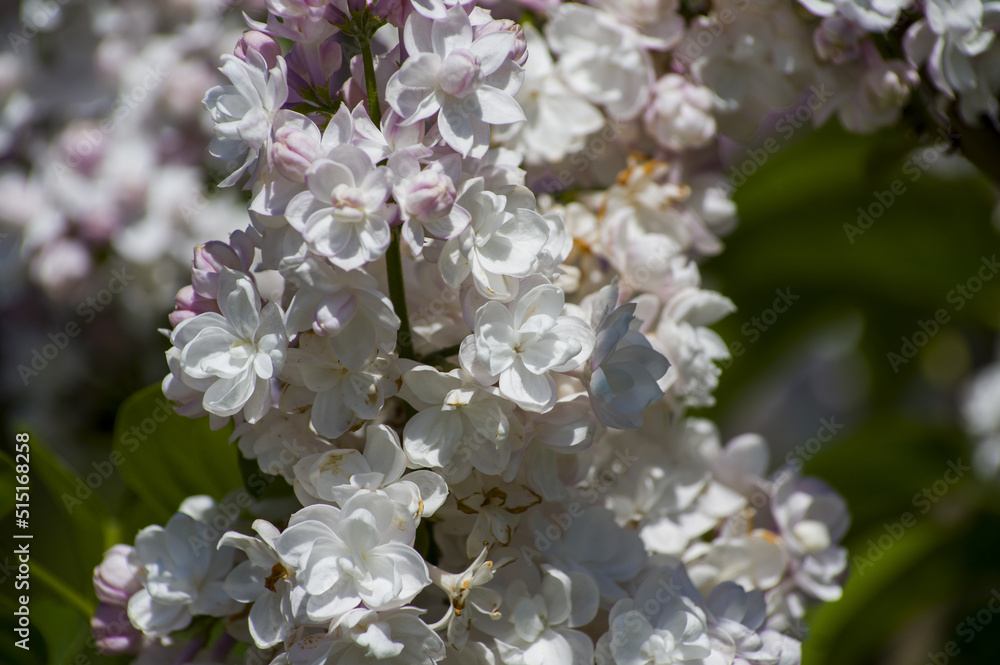 Close-Up of big purple, pink, blue, white lilac branch blooms on blurred background. Summer time bouquet of tender tiny flowers. Soft selective focus Close-Up of big purple, pink, blue, white lilac branch blooms on blurred background. Summer time bouquet of tender tiny flowers. Soft selective focus