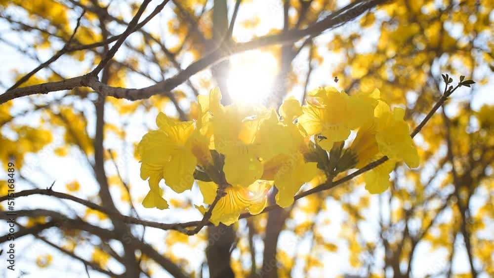 yellow flower Golden Tree , Yellow Trumpet Tree Scientific name Tabebuia chrysantha Nichols English called Golden Tree or Tallow Pui, flowers bloom yellow yellow flower Golden Tree , Yellow Trumpet Tree Scientific name Tabebuia chrysantha Nichols English called Golden Tree or Tallow Pui, flowers bloom yellow