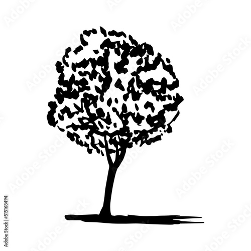 Hand drawn walnut tree ink sketch. Vector walnut tree illustration