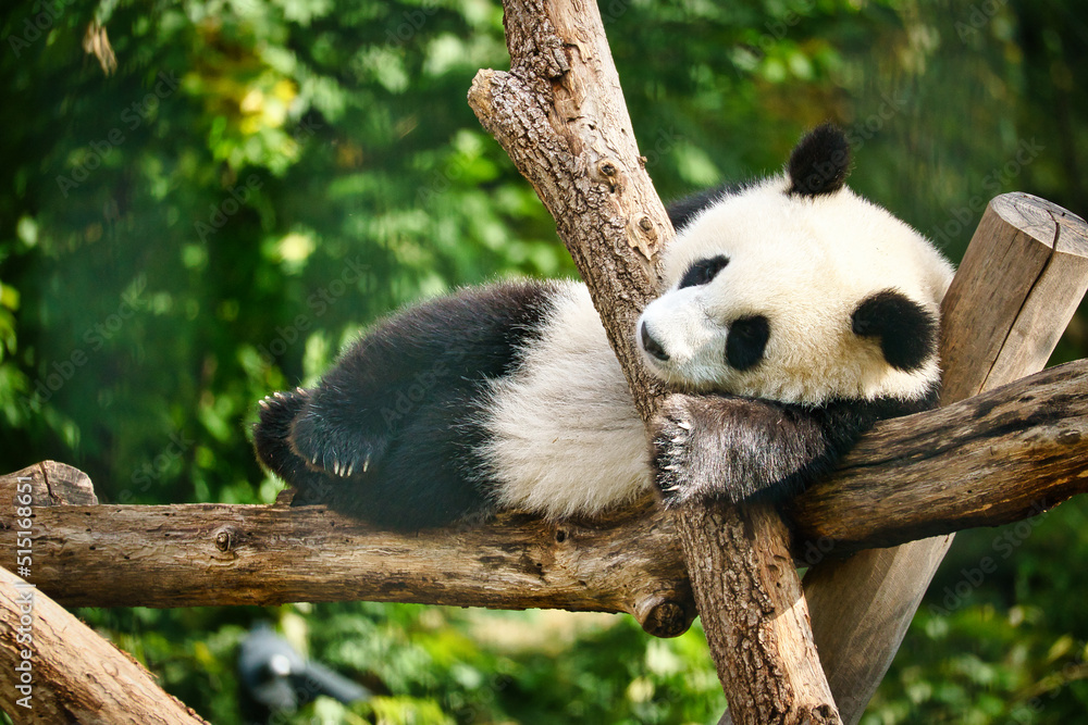 Giant panda lying on tree trunks in the high. Endangered mammal from China. Nature Giant panda lying on tree trunks in the high. Endangered mammal from China. Nature