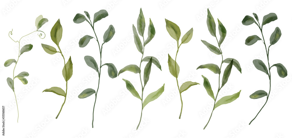 Greenery, herbs isolated on white background, watercolor illusrations