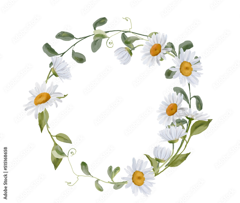 Daisy wreath, Chamomile flowers isolated on white background, hand drawn watercolor illustration