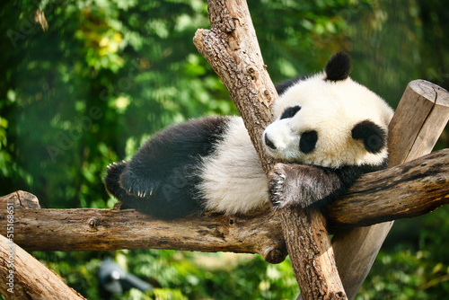 Giant panda lying on tree trunks in the high. Endangered mammal from China. Nature