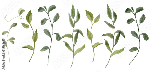 Foto Greenery, herbs isolated on white background, watercolor illusrations