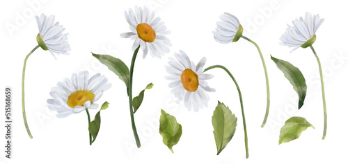 Chamomile flowers isolated on white background, hand drawn watercolor illustration