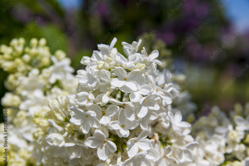 Close-Up of big purple, pink, blue, white lilac branch blooms on blurred background. Summer time bouquet of tender tiny flowers. Soft selective focus Close-Up of big purple, pink, blue, white lilac branch blooms on blurred background. Summer time bouquet of tender tiny flowers. Soft selective focus