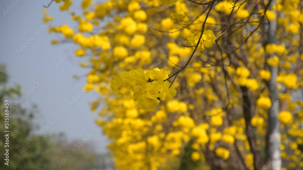yellow flower Golden Tree , Yellow Trumpet Tree Scientific name