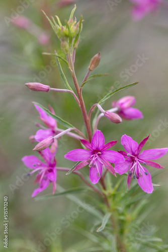 Macrophotographie de fleur sauvage - Epilobe à feuilles de romarin - Epilobium dodonaei