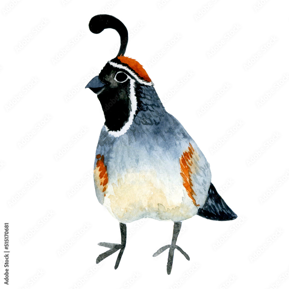 watercolor drawing. cute character forest bird quail. isolated on white