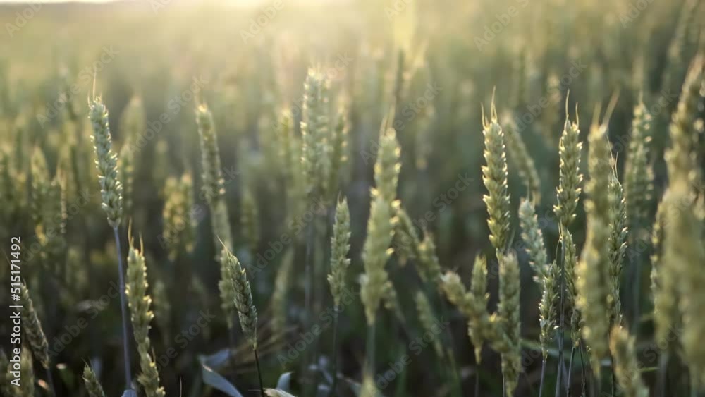 Spikelets of wheat growing on field at sunset. Young spikelets with green leaves ripening farmland summer evening. Soft sunlight shines on the fresh leaves of cereals. Agriculture concept. Spikelets of wheat growing on field at sunset. Young spikelets with green leaves ripening farmland summer evening. Soft sunlight shines on the fresh leaves of cereals. Agriculture concept.