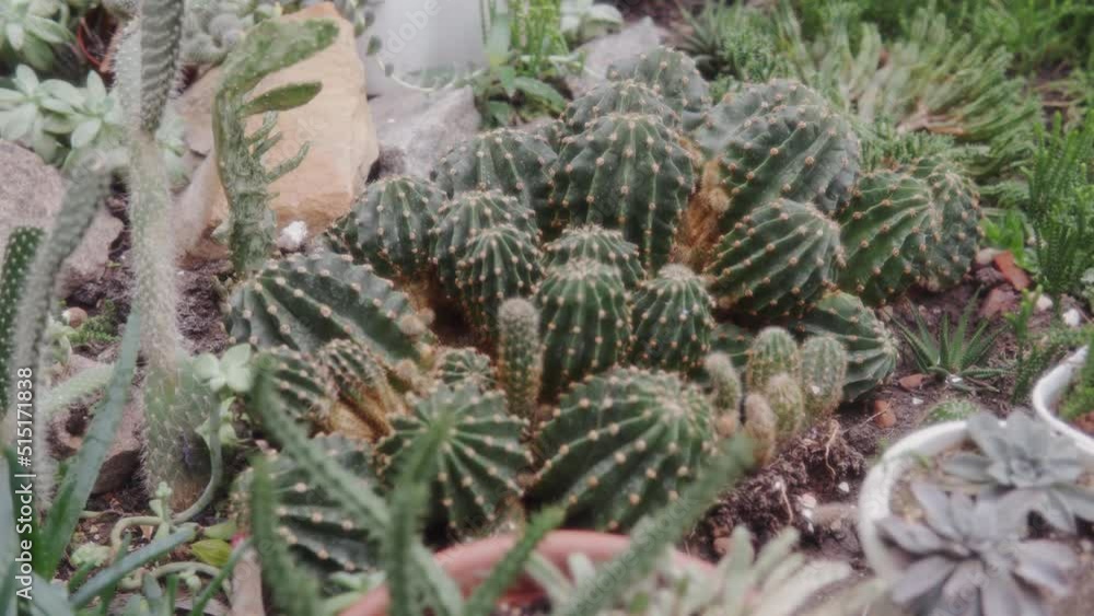 A lot of different American cacti, a cluster of cactuses in a greenhouse.