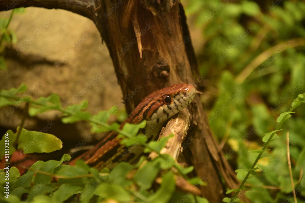 Eastern Corn Snake Slither Over a Branch Eastern Corn Snake Slither Over a Branch