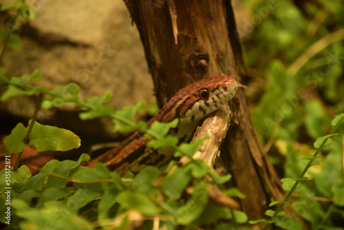 Slithering Eastern Corn Snake In Wood Lands