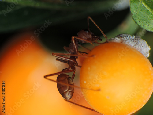 close-up of weaver ants farming the aphids colony