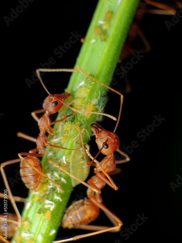 close-up of weaver ants farming the aphids colony