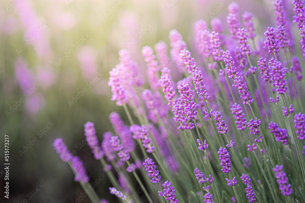 Lavender bushes closeup on sunset. Sunset gleam over purple flowers of lavender. Provence region of France. Lavender bushes closeup on sunset. Sunset gleam over purple flowers of lavender. Provence region of France.