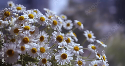 White daisy flowers field meadow in sunset lights. Field of white daisies in the wind swaying close up. Summer chamomile field landscape. Chamomile field scene. Summer chamomile meadow flowers. photo