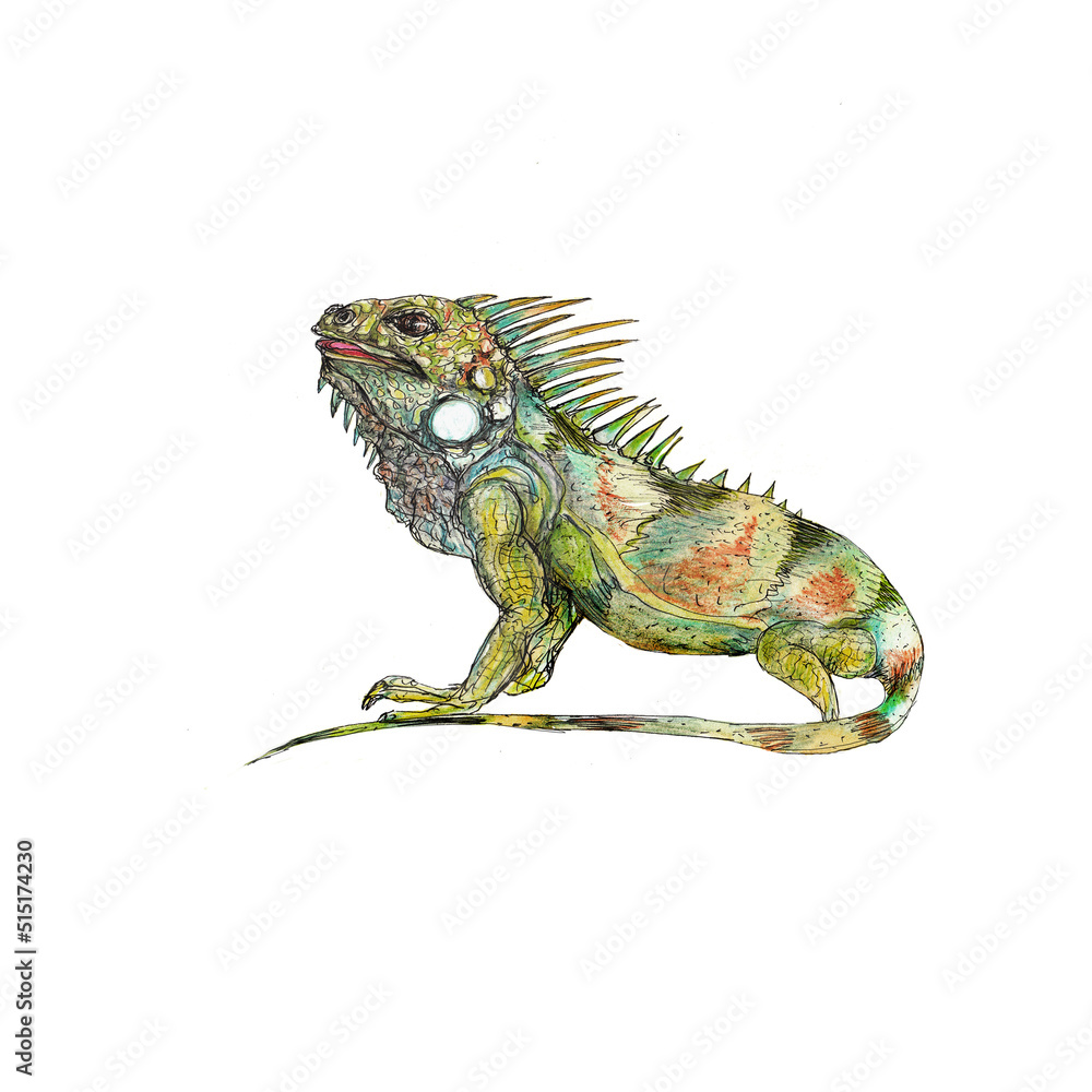 Fototapeta premium Animals clipart watercolor illustration isolated on white background