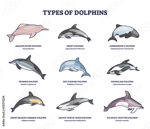 Types of dolphins and swimming mammals species outline collection diagram. Labeled educational set with underwater life inhabitants with bottlenose, amazon and atlantic examples vector illustration.