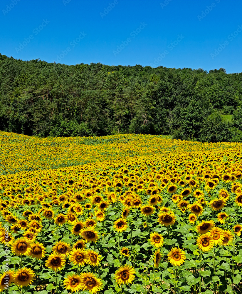 sunflower field in summer