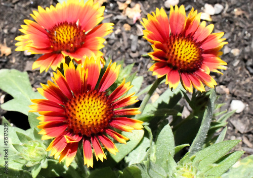 Beautiful Red and Yellow Blooming Flowers