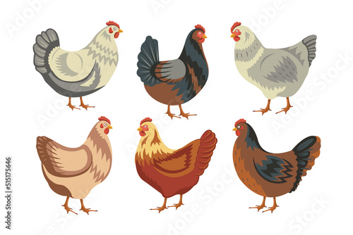 Chicken birds collection. Set of poultry clip. Vector illustrations of domestic chickens on white background. Cartoon chick isolated. Vector illustration.