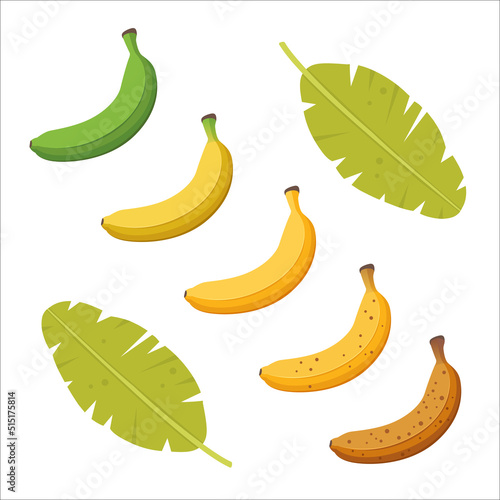 Banana ripeness stage. Set of different color bananas, green underripe to brown overripe. Vector illustration isolated on white background. photo