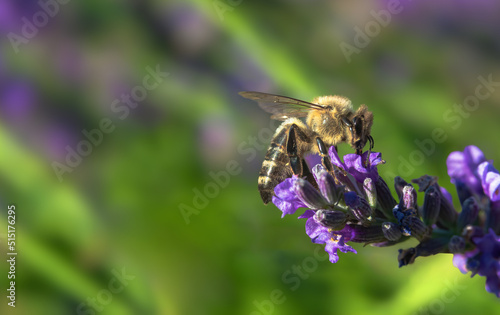 A macro shot of a honey bee Apis mellifera pollinating a Lavender flower Lavandula angustifolia, on a blurred green background. © Сергей Иванкин