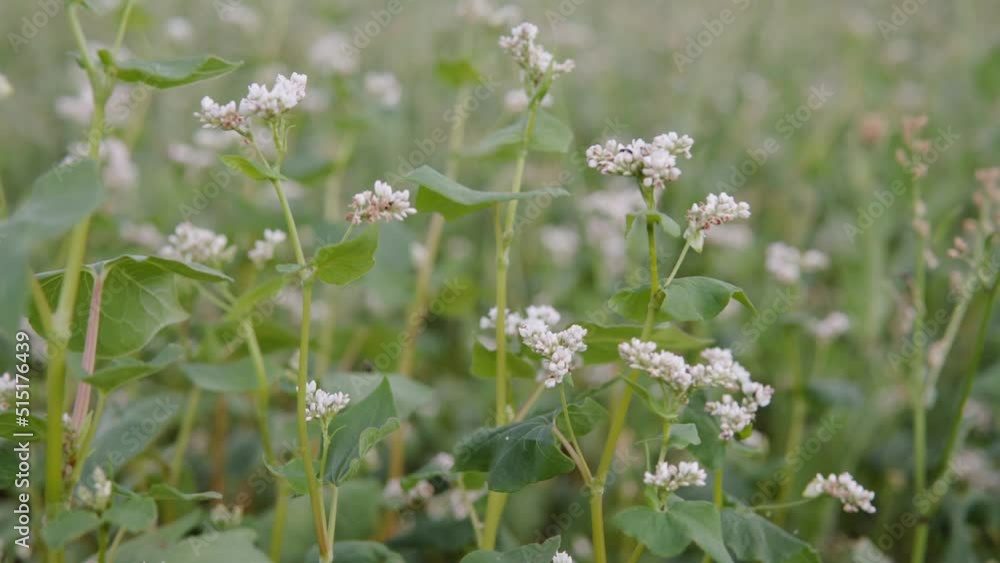 White buckwheat flowers bloomed in the field. Close up shot. White buckwheat flowers bloomed in the field. Close up shot.