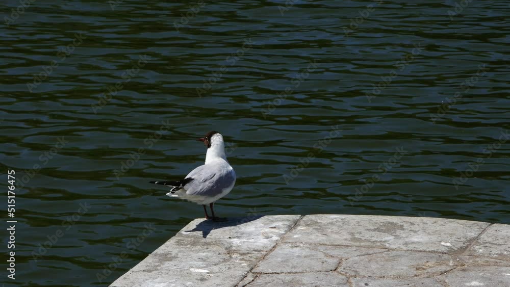 A seagull cleans its feathers on the edge of the pier.. A seagull cleans its feathers on the edge of the pier..