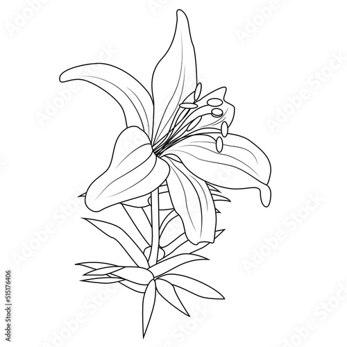 Lily flower for logo. Fashionable botanical elements. A hand-drawn line leaves branches and blooms. Wedding flower for an invitation save a postcard with the date. Vector