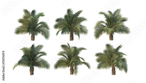 Fototapeta Naklejka Na Ścianę i Meble -  Palm trees on a white background.