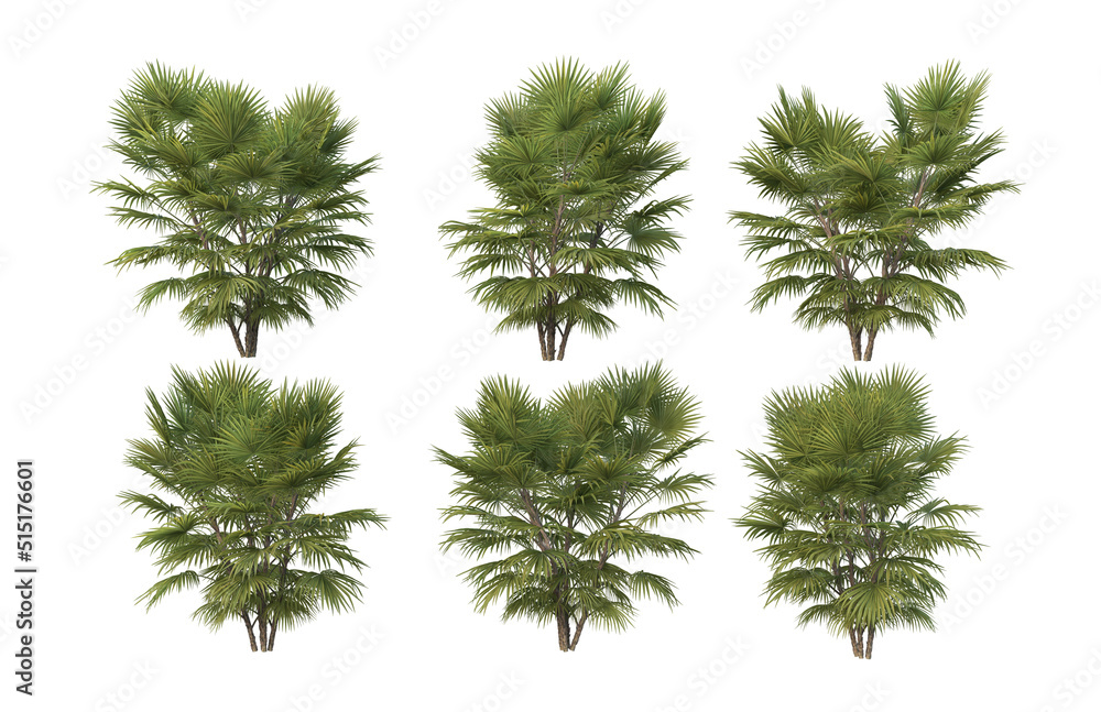 Palm trees on a white background. Palm trees on a white background.