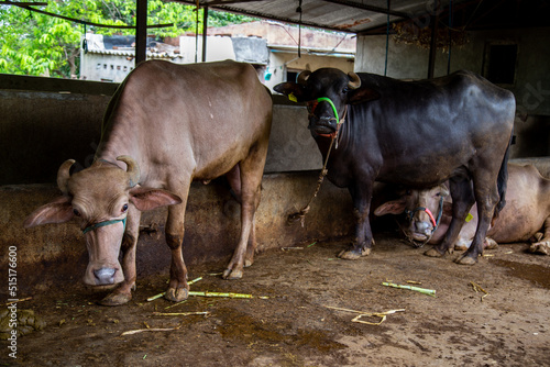 Indian buffalo at the local dairy farm in Maharashtra village, India