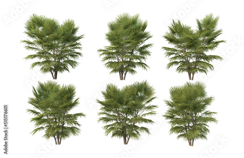 Palm trees on a white background.