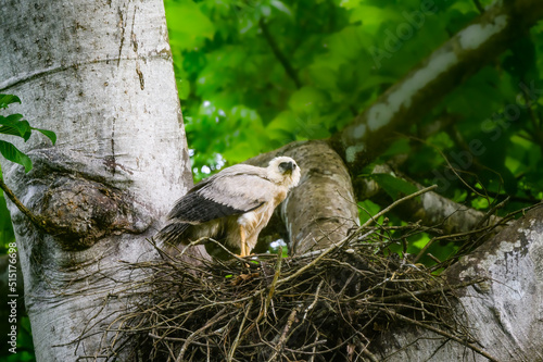 Crested Eagle chick standing on the nest