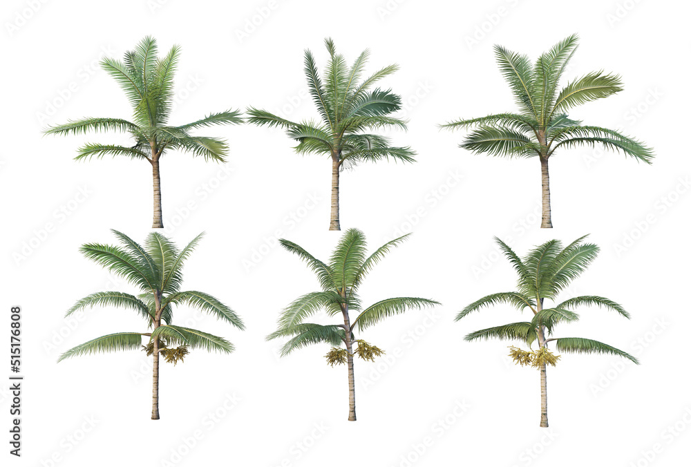 Palm trees on a white background.